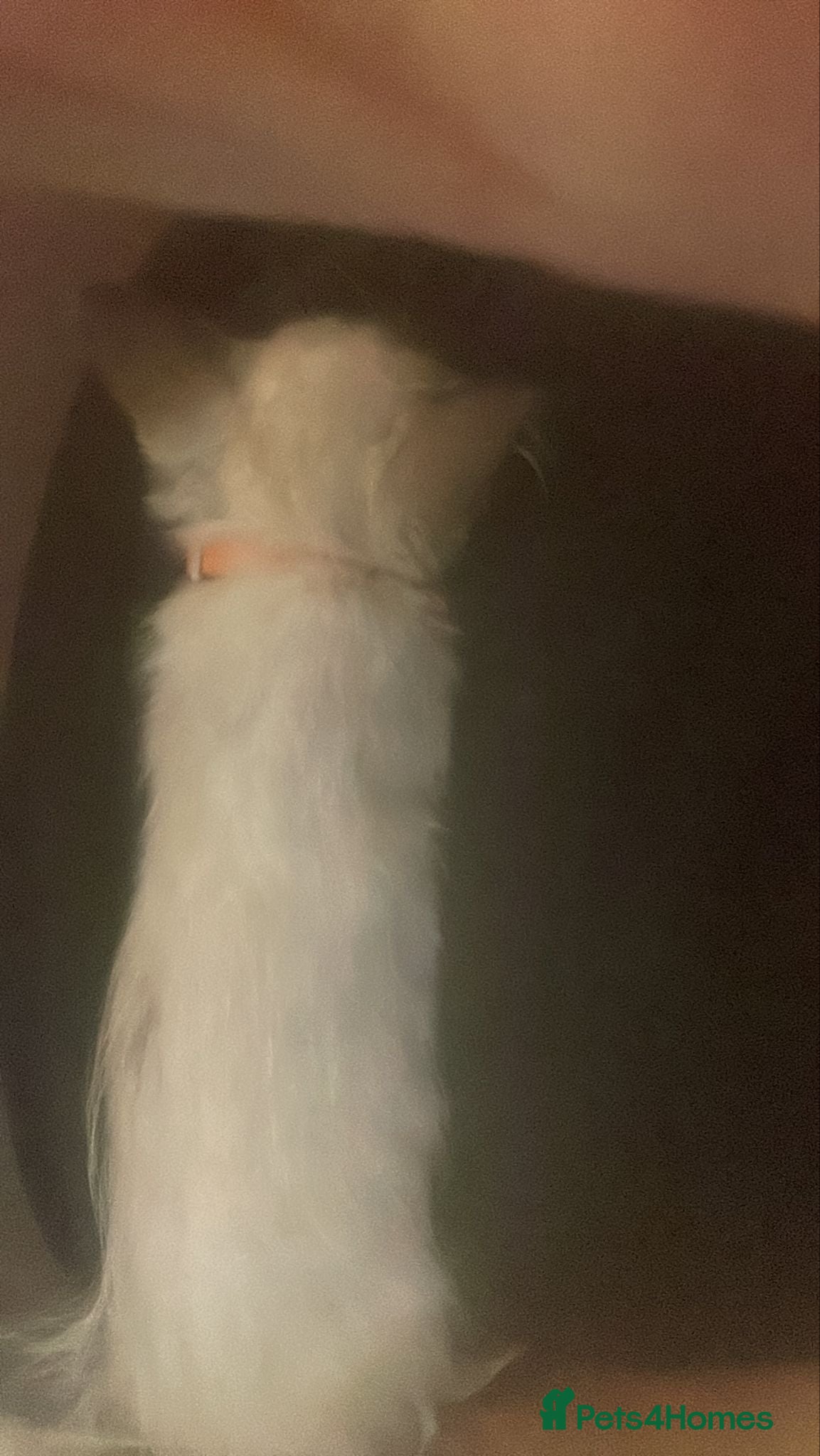 Mixed Breed cats 3 wonderful kittens - Advert 4