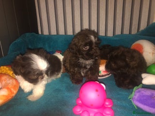 Shih Tzu dogs 6 beautiful shih tzu puppies - Advert 12