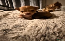 Chihuahua dogs for sale:  **  CHIHUAHUAS  - Advert 10