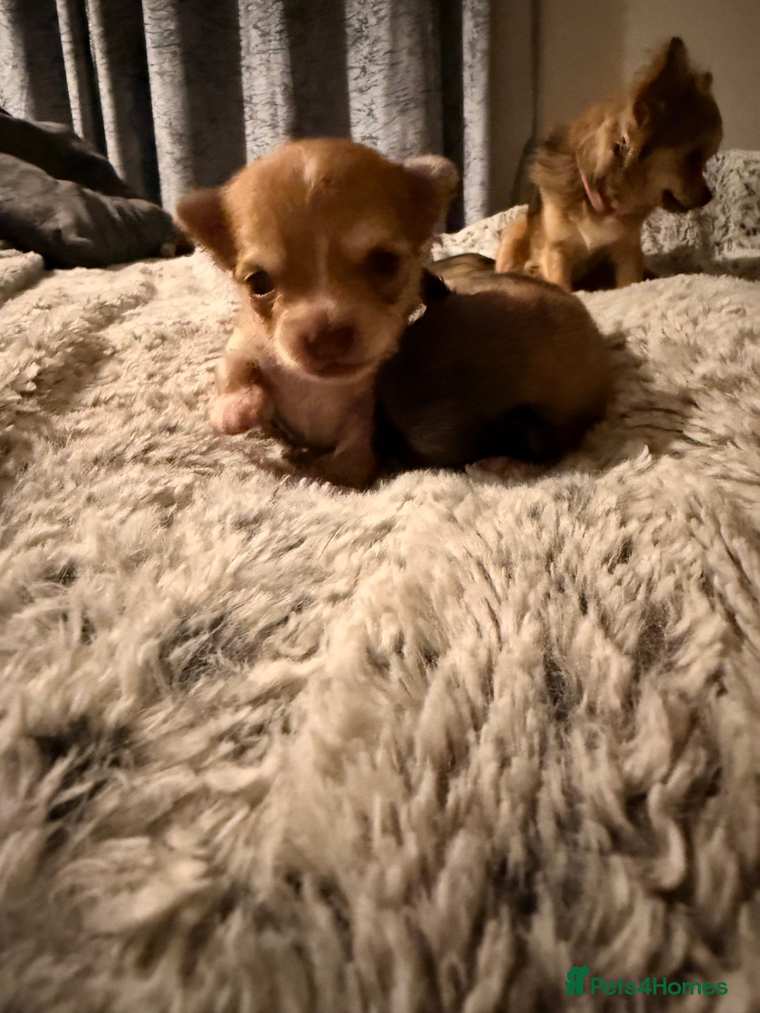 Chihuahua dogs for sale:  **  CHIHUAHUAS  - Advert 10