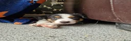 Border Collie dogs for sale: Stunning Border Collie Pups - Advert 8
