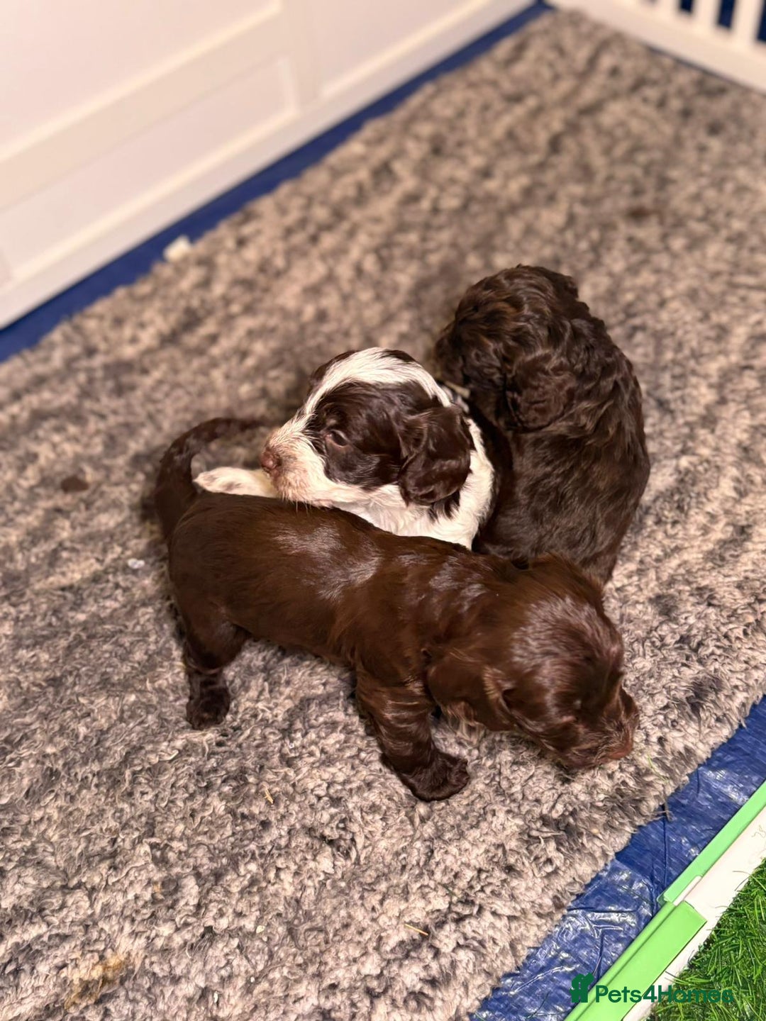 Cockapoo dogs for sale: Ready to leave Minature F1 PRA clear cockapoo pups - Image 11