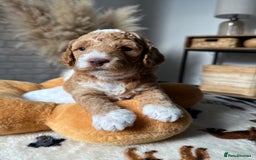 Cockapoo dogs for sale: Not Just Any Cockapoo Puppies – The Special Few - Image 28