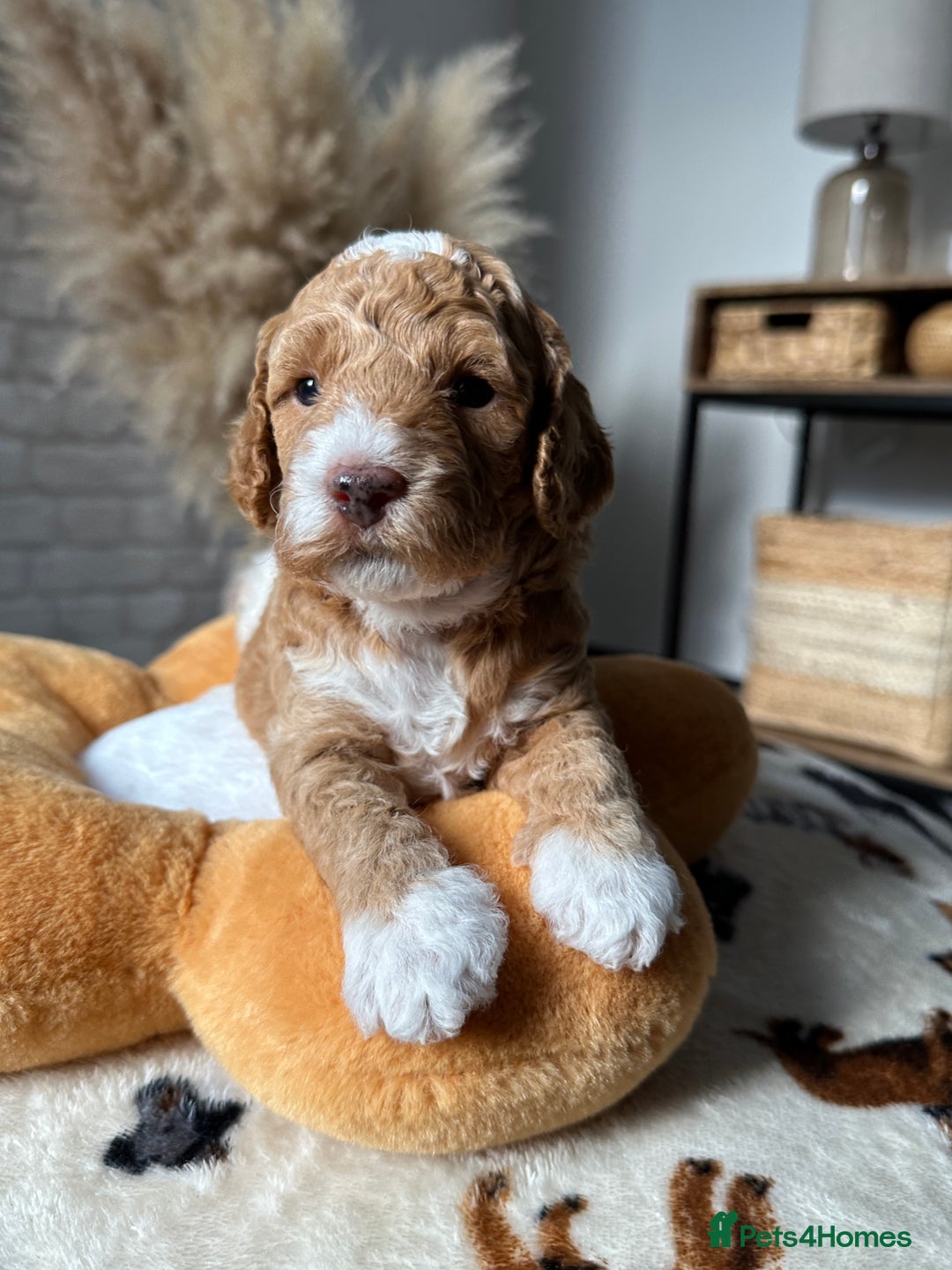 Cockapoo dogs for sale: Not Just Any Cockapoo Puppies – The Special Few - Image 28