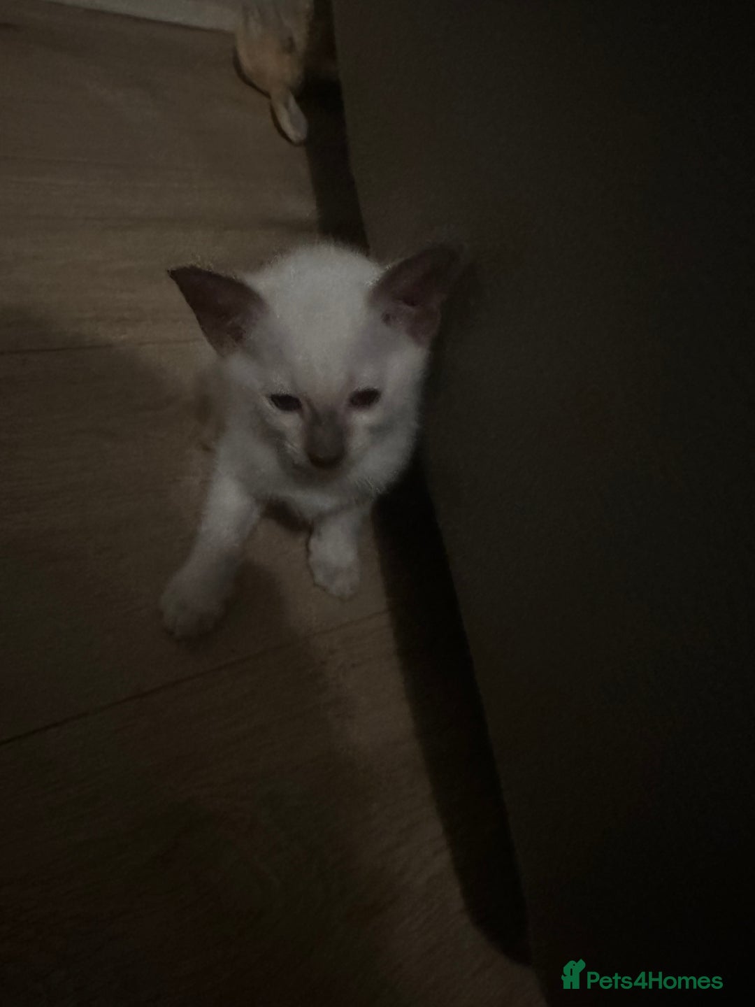 Siamese cats for sale: Beautiful Siamese females  - Advert 10