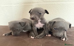 Whippet dogs for sale: 	“KC Reg Blue Boy's  – Absolutely Adorable!” - Image 2