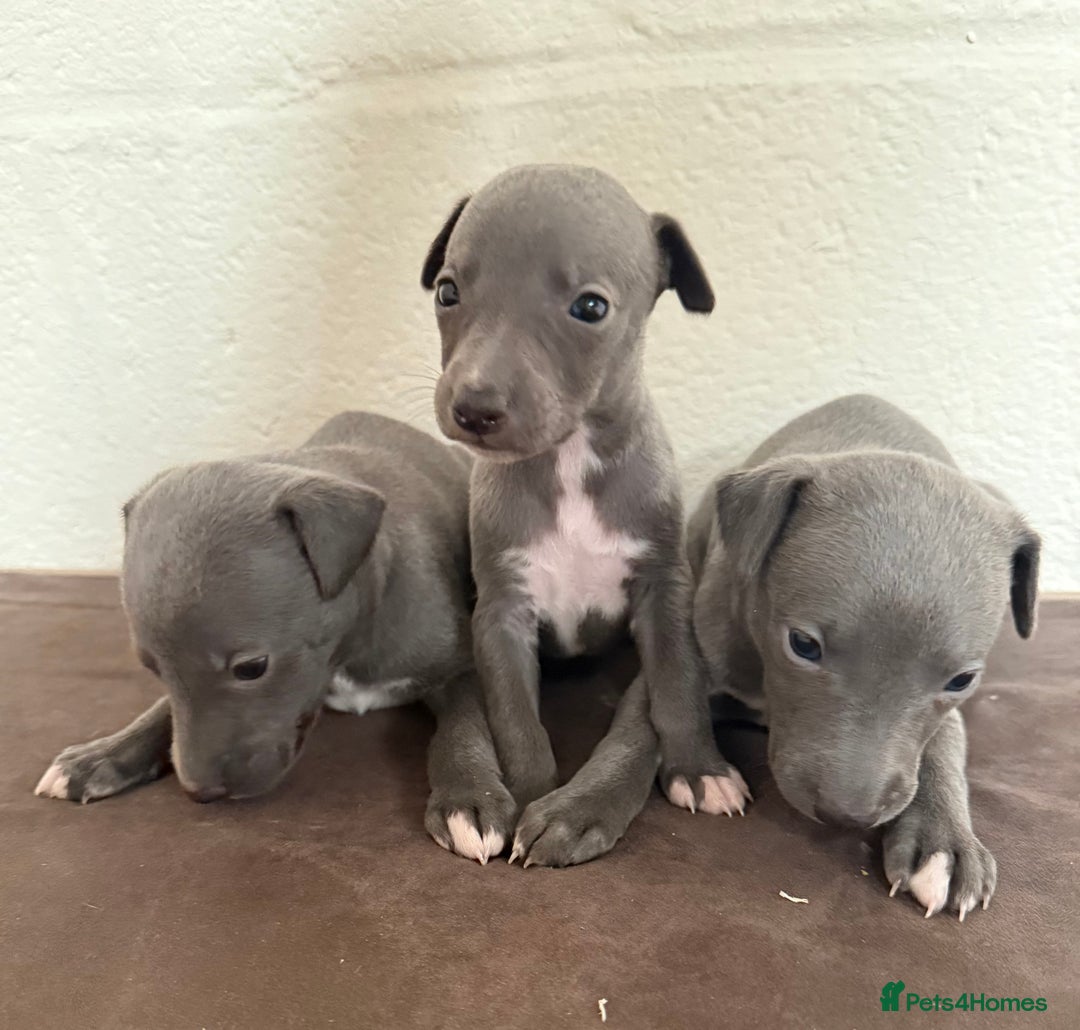 Whippet dogs for sale: 	“KC Reg Blue Boy's  – Absolutely Adorable!” - Image 2
