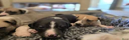 Mixed Breed dogs for sale: Whippet cross whippet lurcher - Advert 21