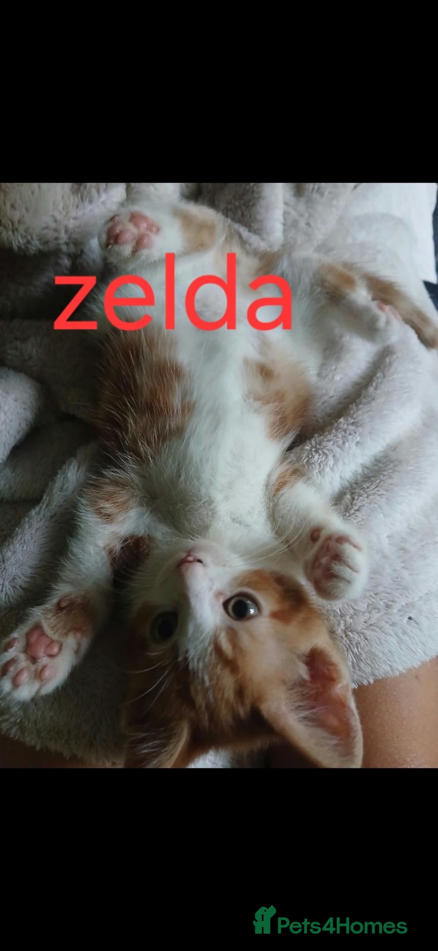 Mixed Breed cats One kitten available! Ginger female! - Advert 13