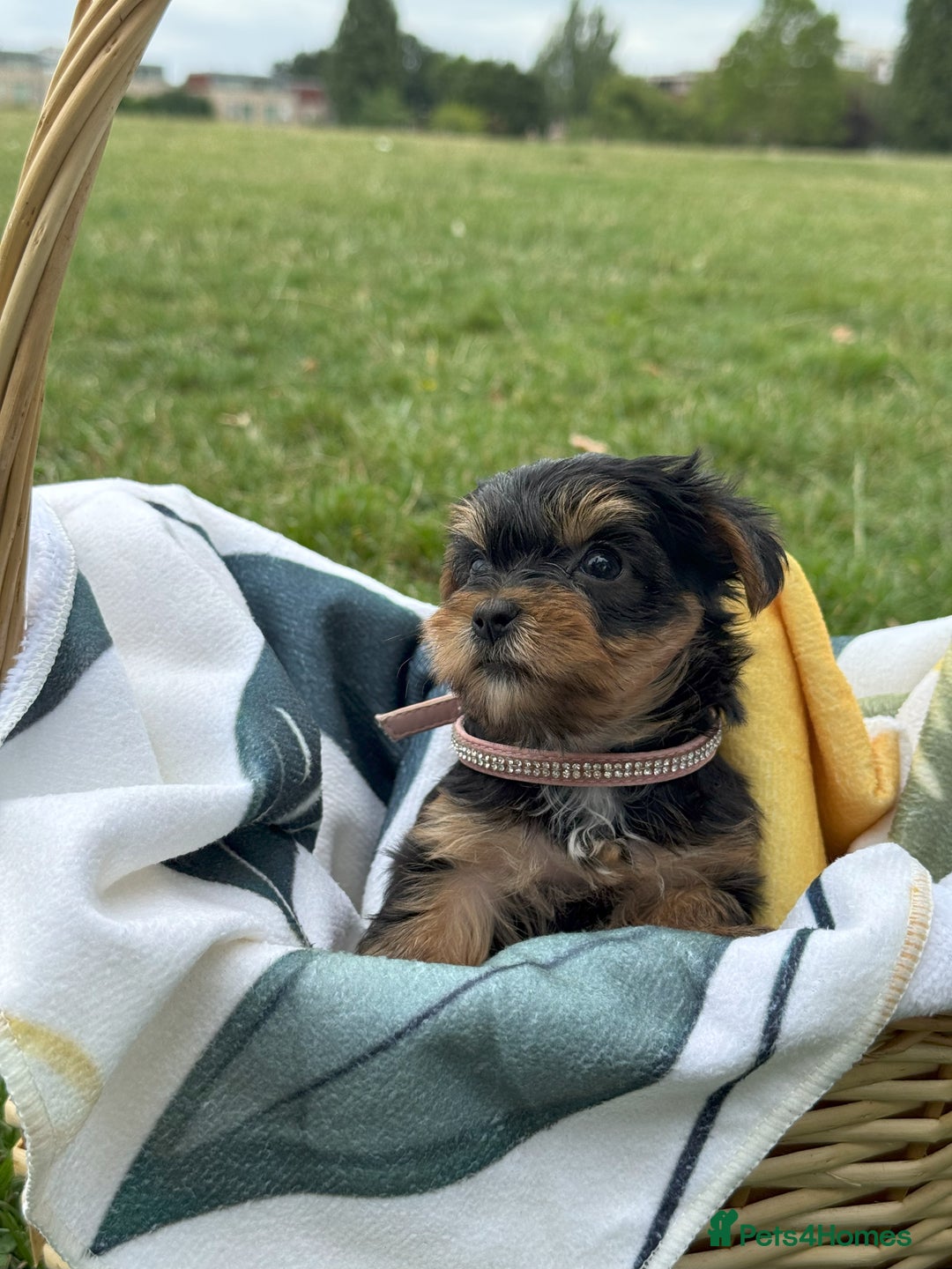 Yorkshire Terrier dogs for sale: Mini Yorkshire Terrier Puppies looking for Home - Image 8