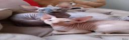 Sphynx cats for sale: 5 Canadian Sphynx kittens for sale - Advert 2