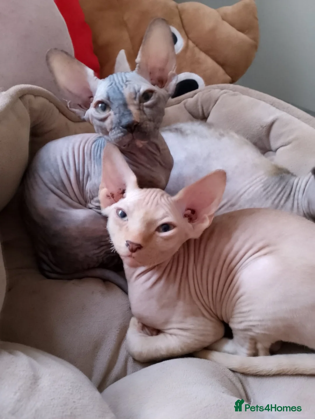 Sphynx cats for sale: 5 Canadian Sphynx kittens for sale - Advert 2