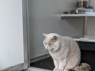 British Shorthair cats Champion GCCF BSH stud - Advert 6