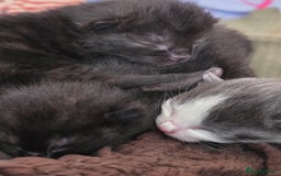 Ragdoll cats for sale: Ragdoll mix - Image 2