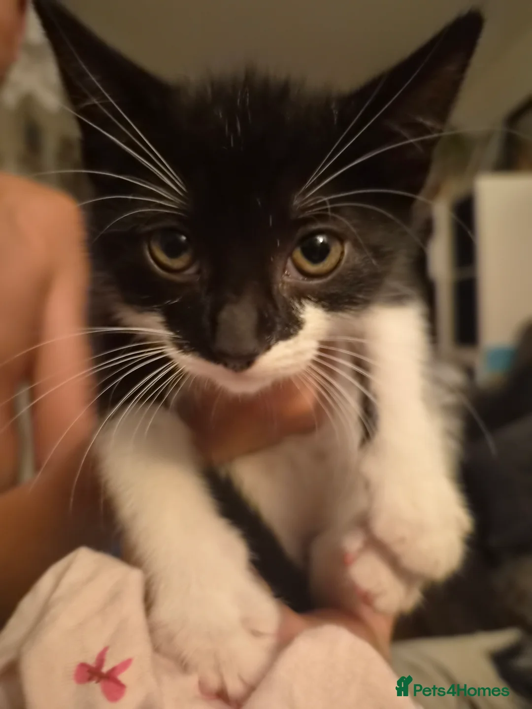 Mixed Breed cats for sale: Black cats ready for spooky season - Advert 2