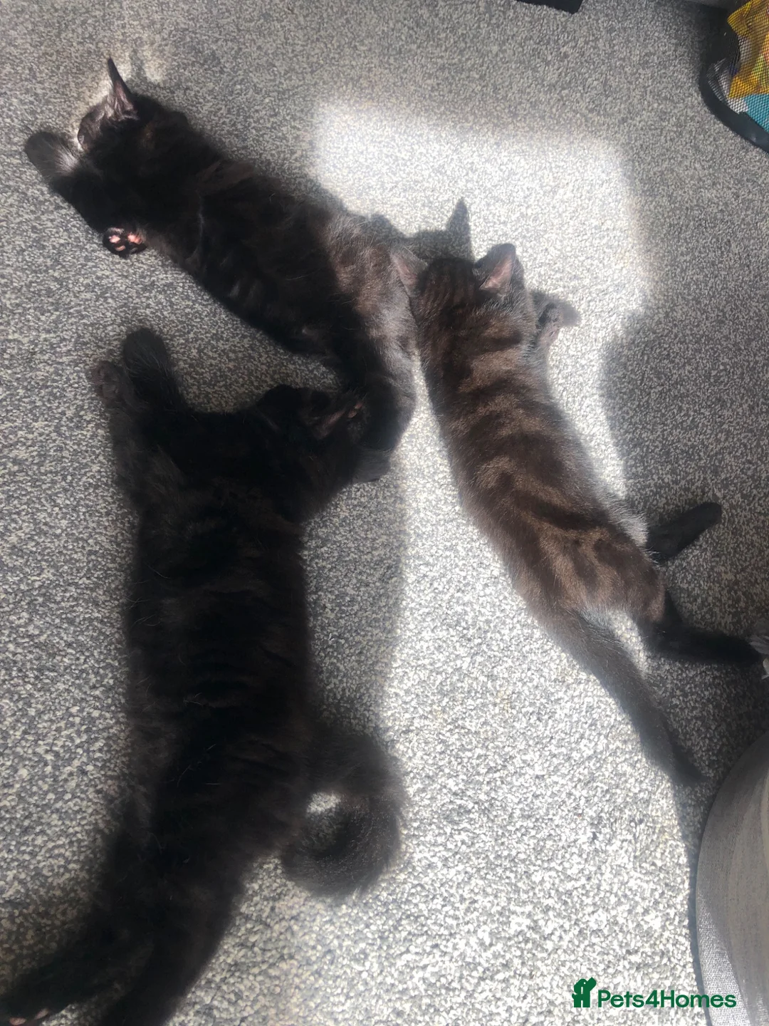 Mixed Breed cats for sale: Kittens  - Advert 2