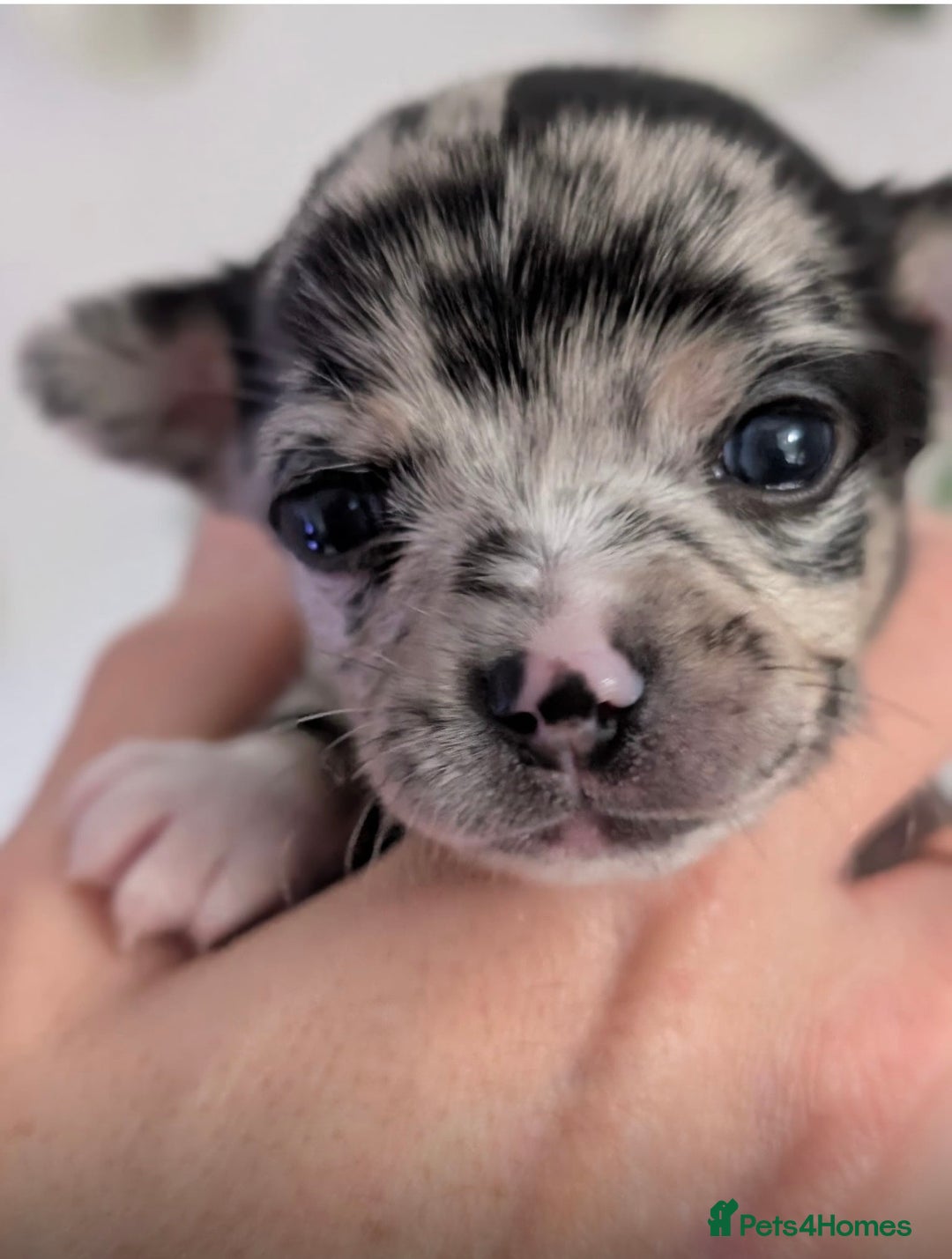 Chihuahua dogs for sale: Beautiful Merle Chihuahua Puppies 🐶  - Advert 34