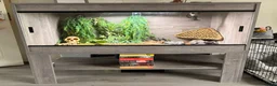Gecko reptiles for sale: Four leopard geckos & large vivarium set up - Advert 2