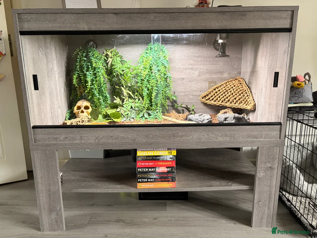 Gecko reptiles for sale: Four leopard geckos & large vivarium set up - Advert 2