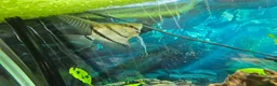 Angelfish fish for sale: Beautiful pair of breeding angelfish  - Advert 4