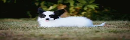 Papillon dogs for sale: HEALTH TESTED Papillon & Phalene  - Advert 6