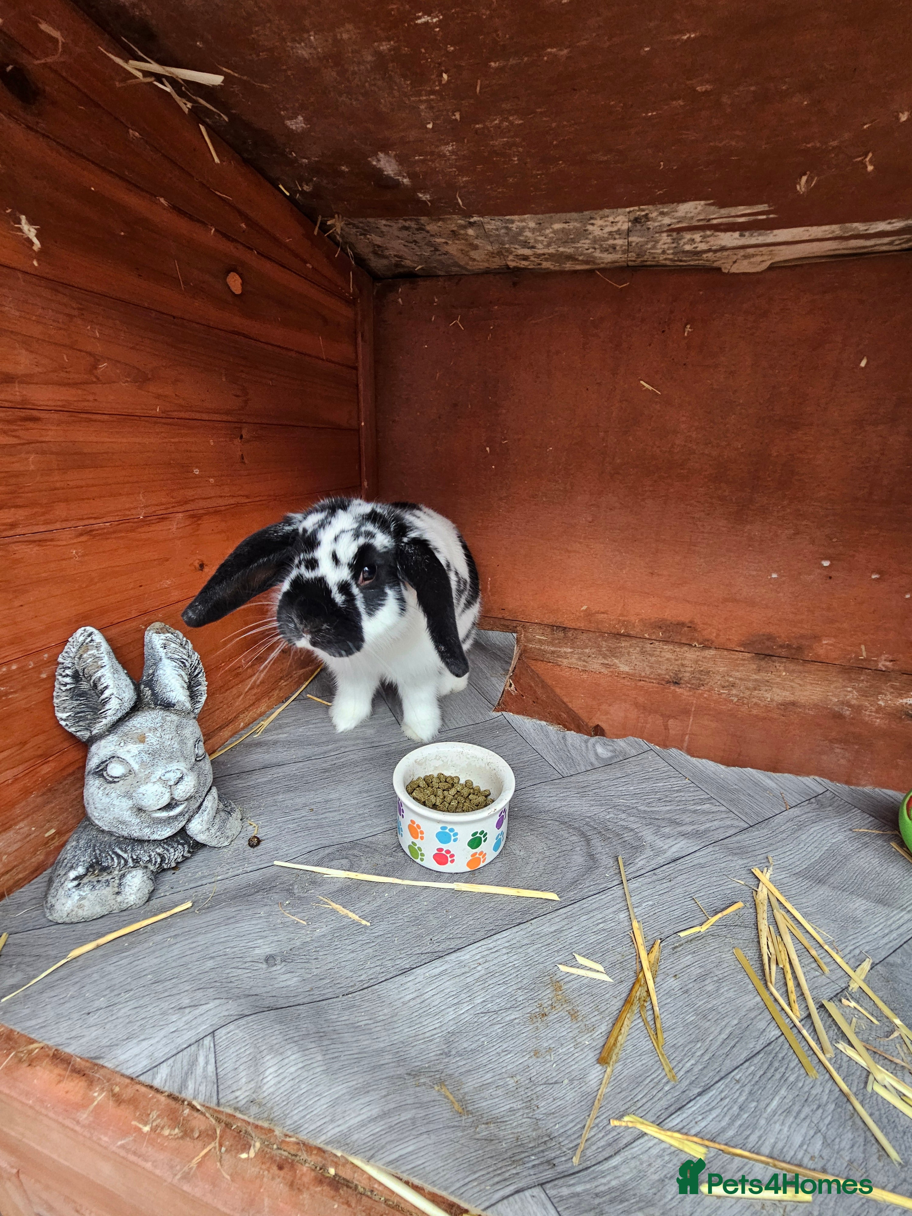 Mini Lop rabbits Mini lop - Advert 15