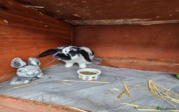 Mini Lop rabbits for sale: Mini lop - Image 1