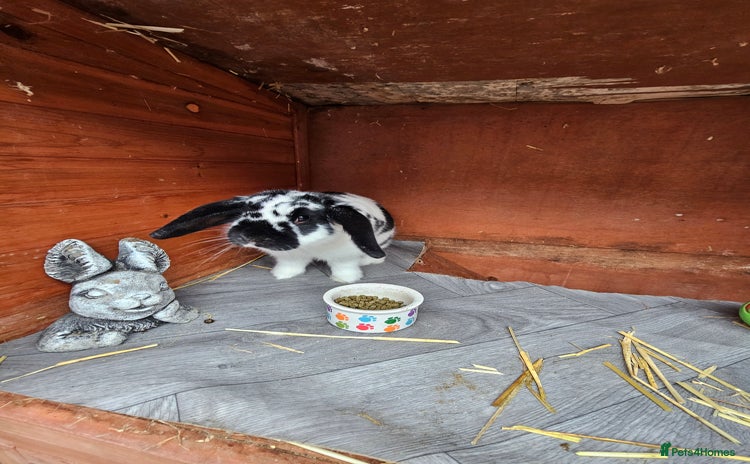 Mini Lop rabbits - Advert 2