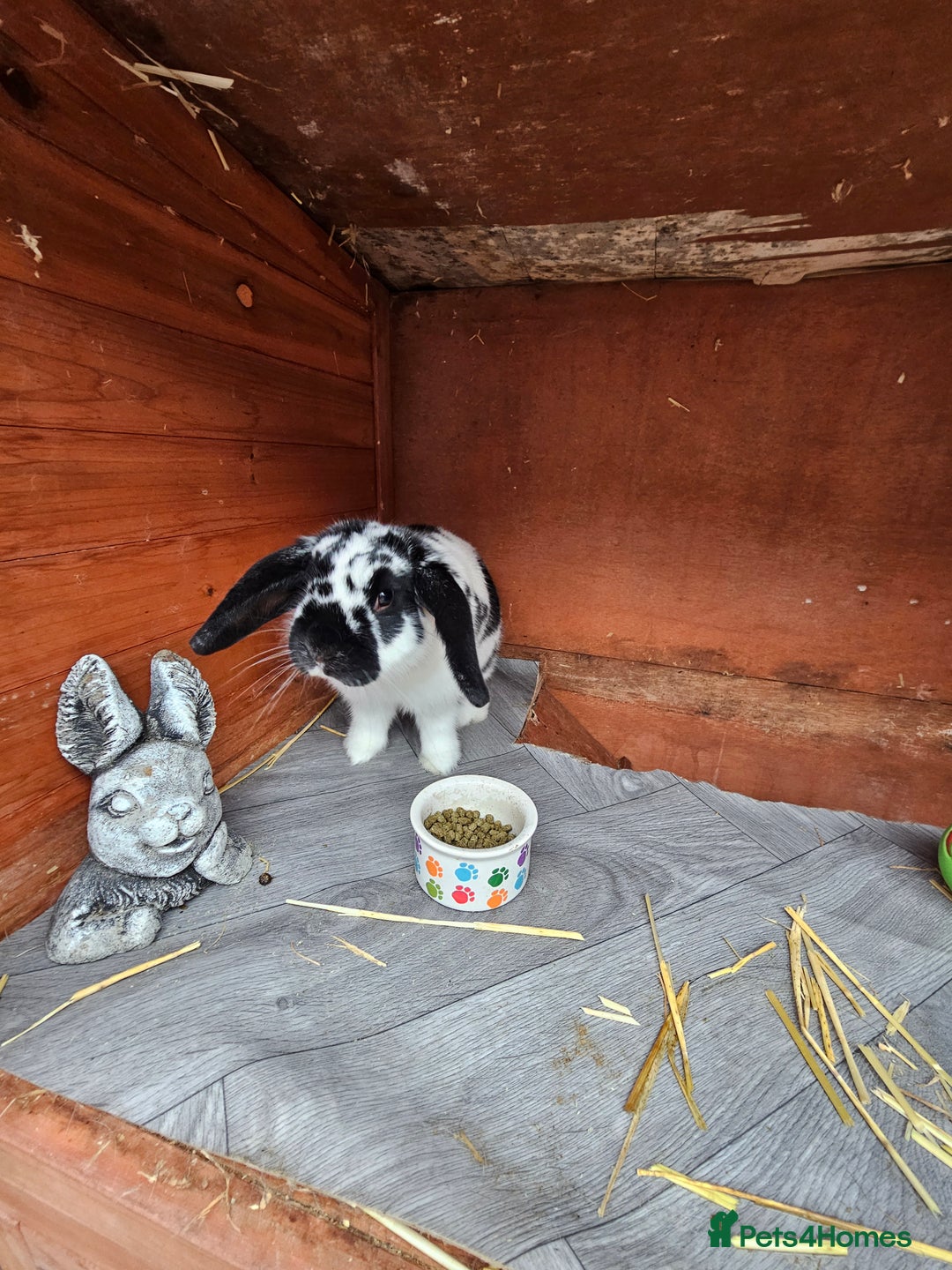 Mini Lop rabbits for sale: Mini lop - Image 1