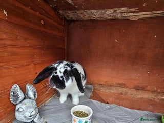 Mini Lop rabbits - Advert 36