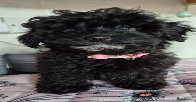 Toy Poodle dogs - Advert 16