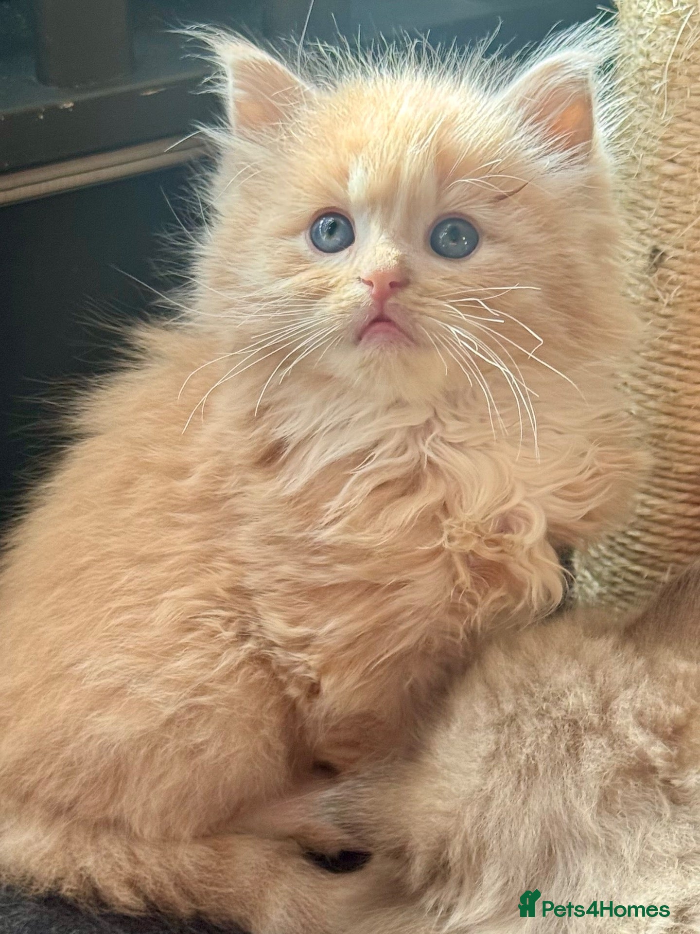 Ragdoll cats TICA Reg Rare Cheribium Ragdolls - Advert 2