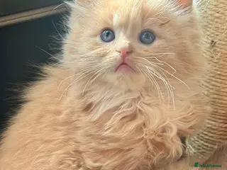 Ragdoll cats TICA Reg Rare Cheribium Ragdolls - Advert 1