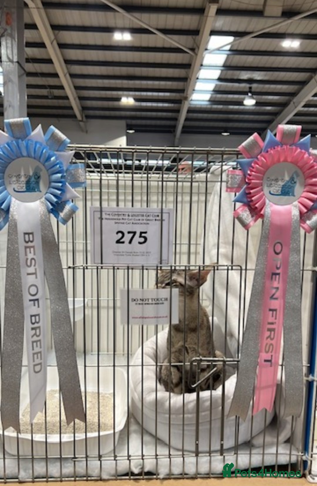Oriental cats for sale: GCCF Champion Choc torti Tabby Queen Available - Image 8
