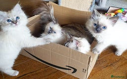 Ragdoll cats for sale: Stunning Adult Ragdoll and Kittens available!  - Image 18