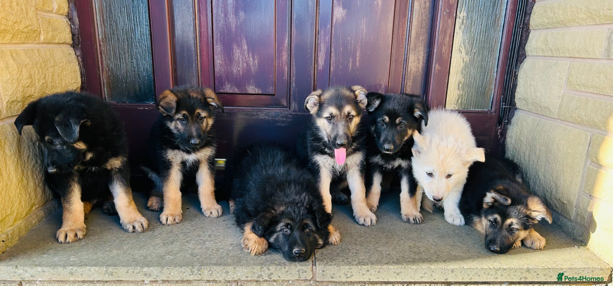German Shepherd dogs Stunning KC Reg German Shepherd Puppies - Advert 1