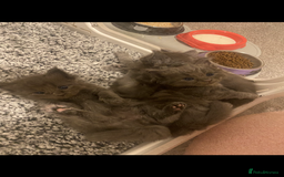 Maine Coon cats for sale: Black/Blue Smoke Maine Coon - Image 1
