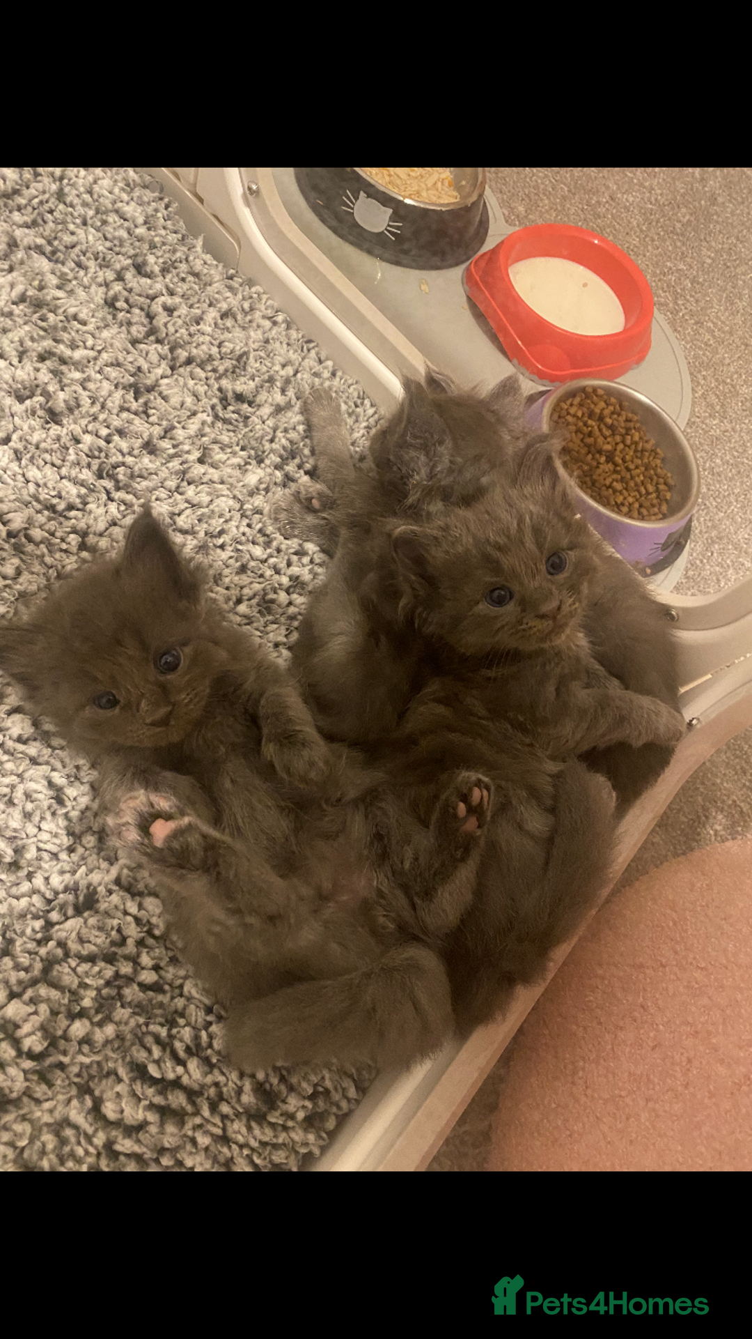 Maine Coon cats for sale: Black/Blue Smoke Maine Coon - Image 1