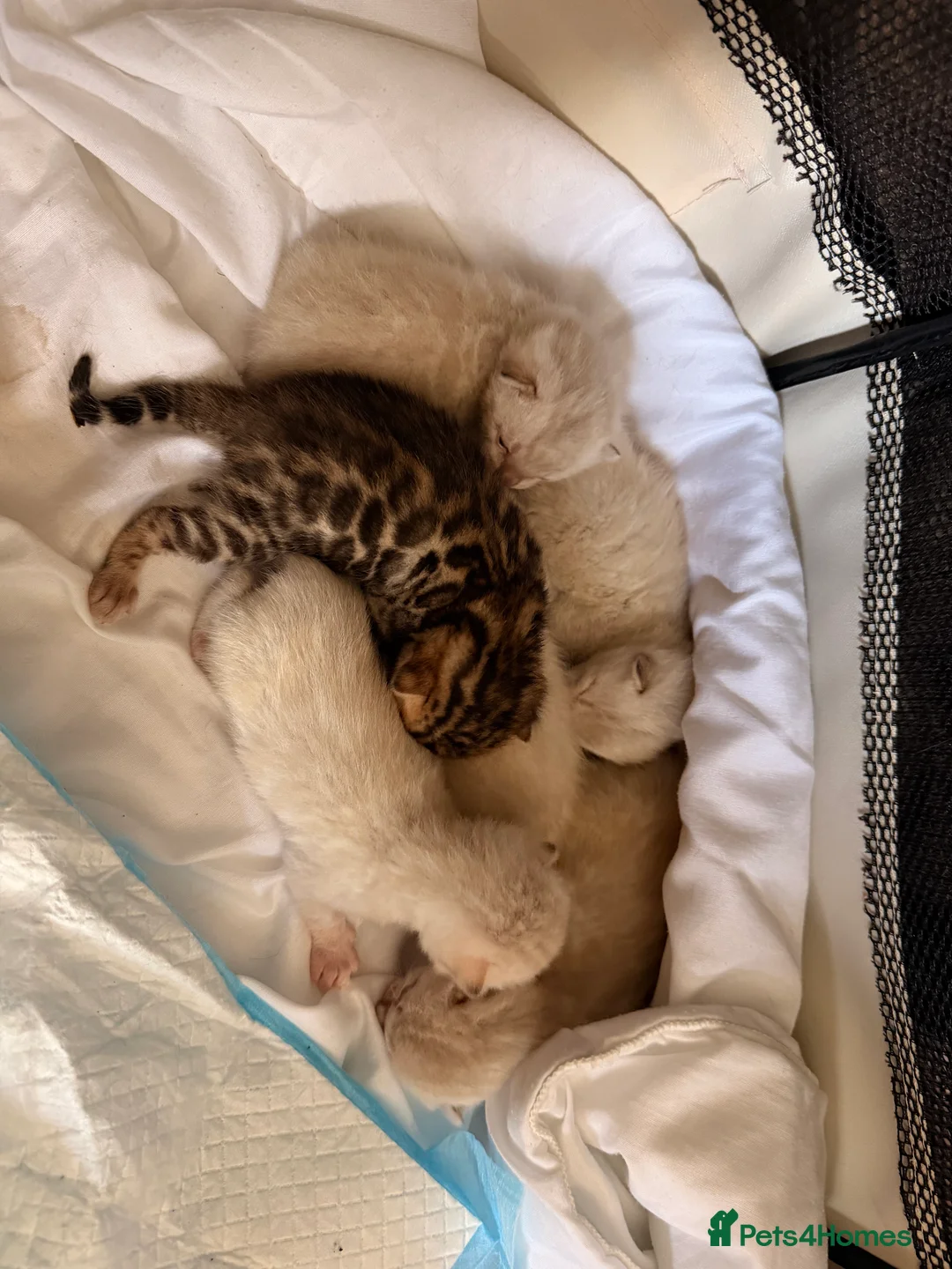 Birman cats for sale: Beautiful snow bengals  - Advert 1