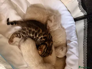 Birman cats Beautiful snow bengals - Advert 2