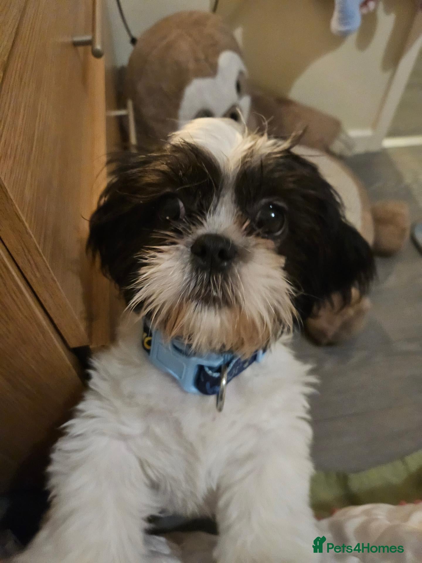 Shih Tzu dogs Shihtzu dog for sale 1 year old - Advert 19