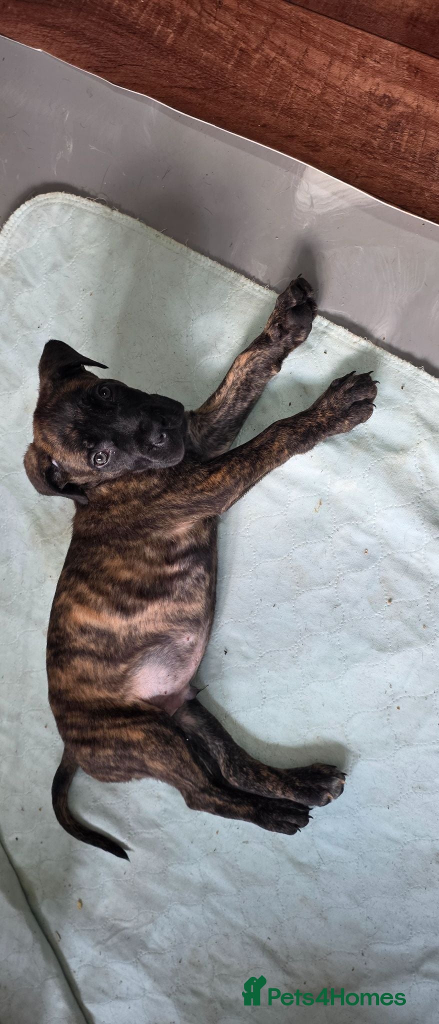 Cane Corso dogs Cane Corso Puppies - Advert 2