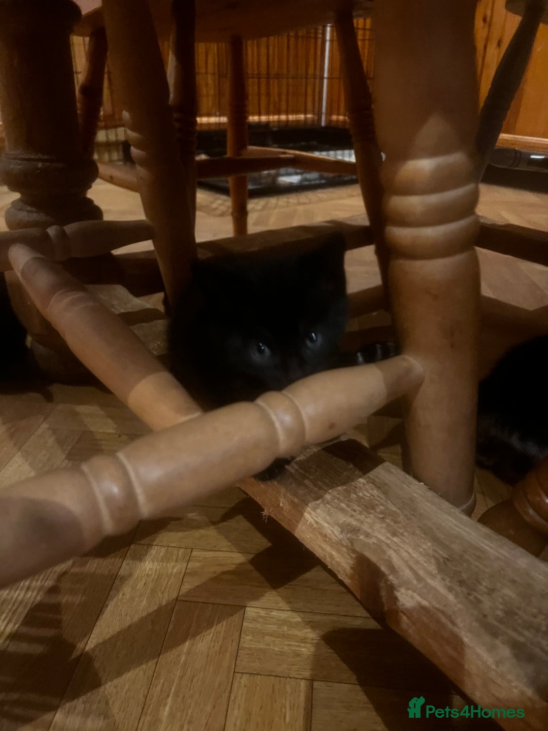 Mixed Breed cats for sale: Adorable Kittens Ready to Leave soon - Advert 21