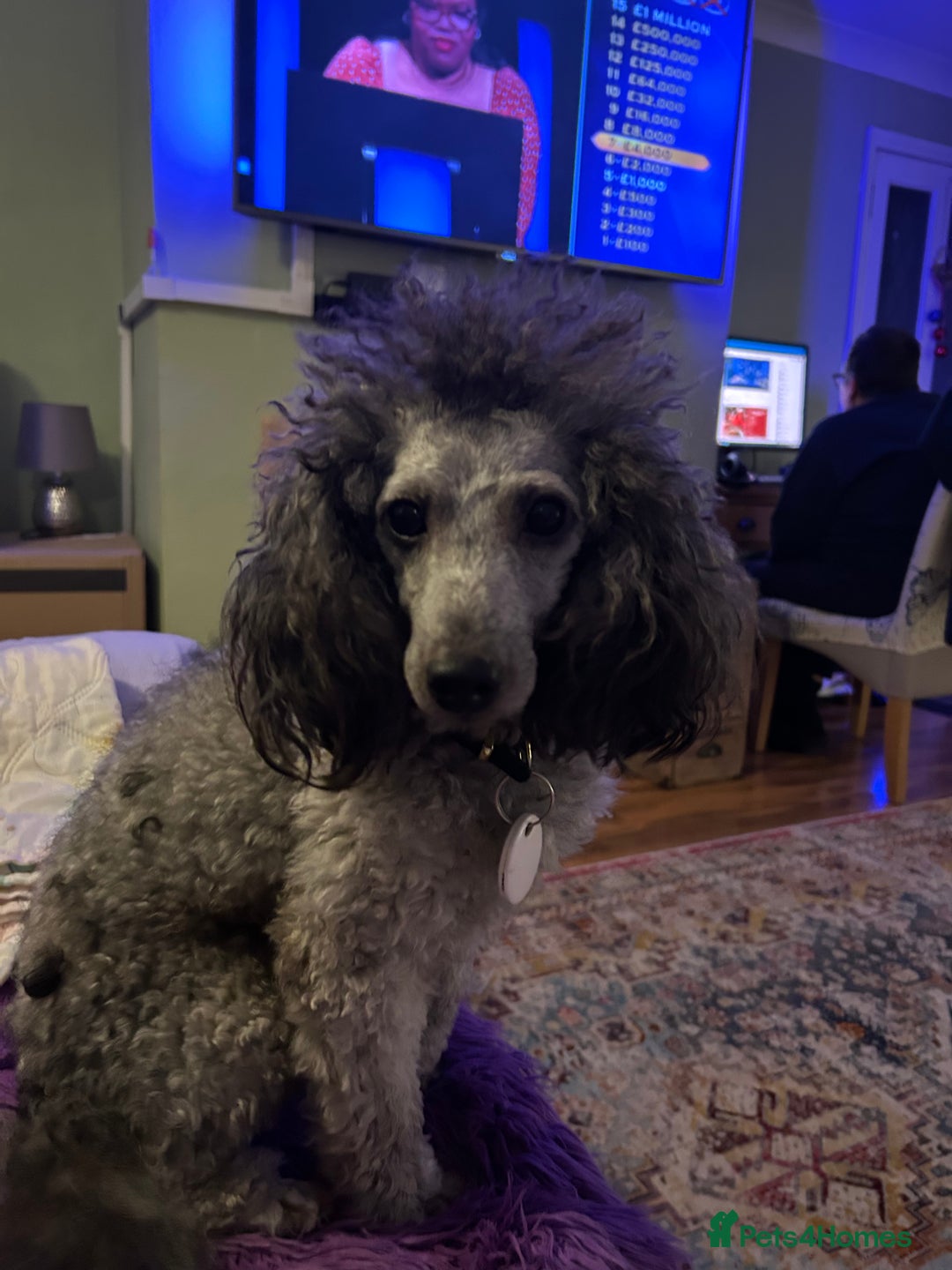 Cockapoo dogs for sale: F1B cockapoo puppies  - Advert 13