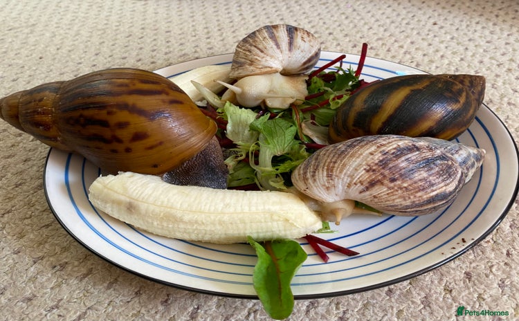 Snails invertebrates - Advert 2