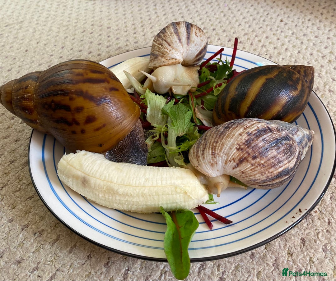 Snails invertebrates for sale: 4x African Land Snails, mixed breeds  - Image 1
