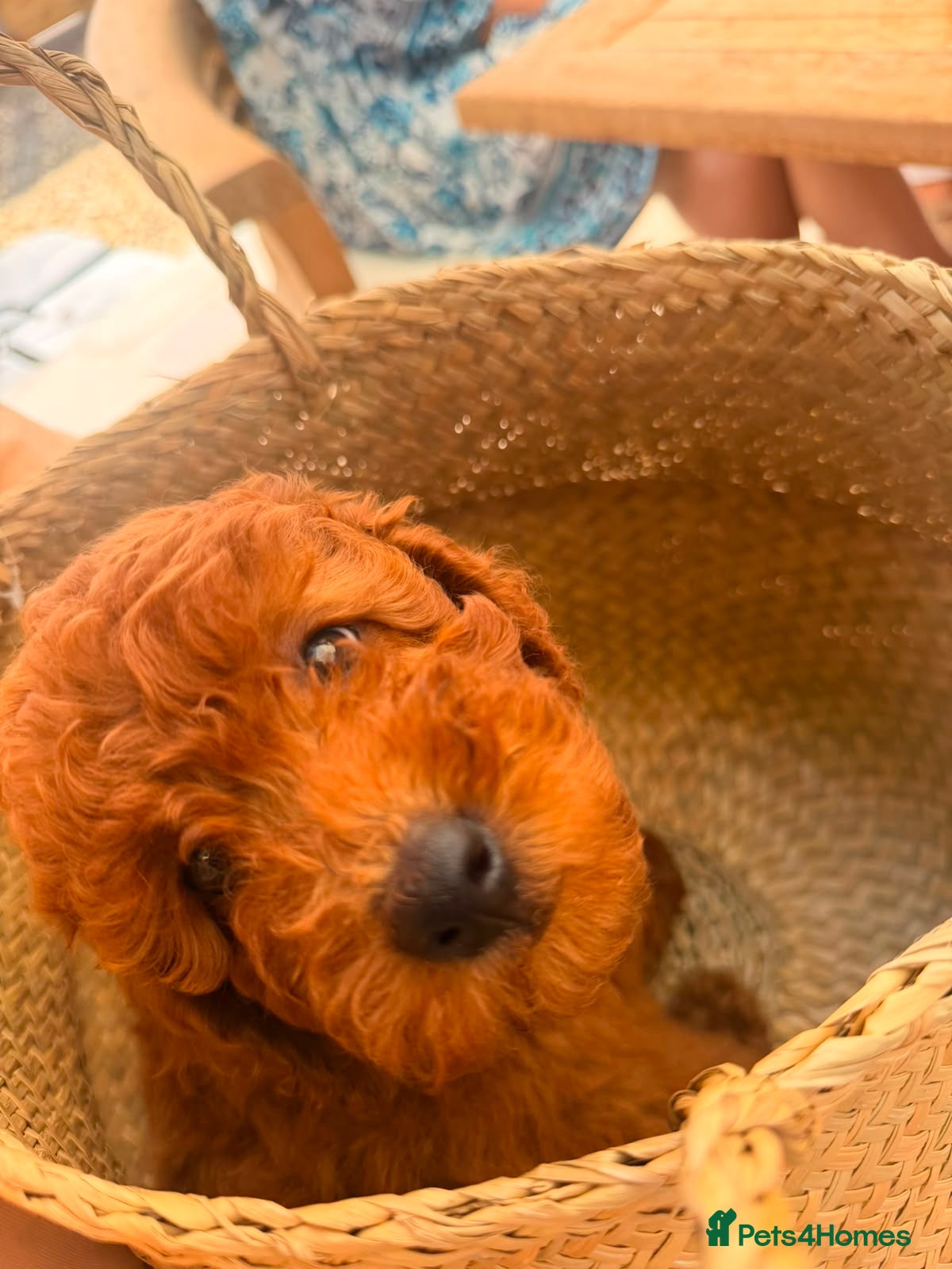 Poodle dogs Readyleave Toy/mini homebred red poodle pups male  - Advert 2