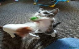 Mixed Breed cats for sale: 2 beautiful female lovely kittens and playfull - Image 27