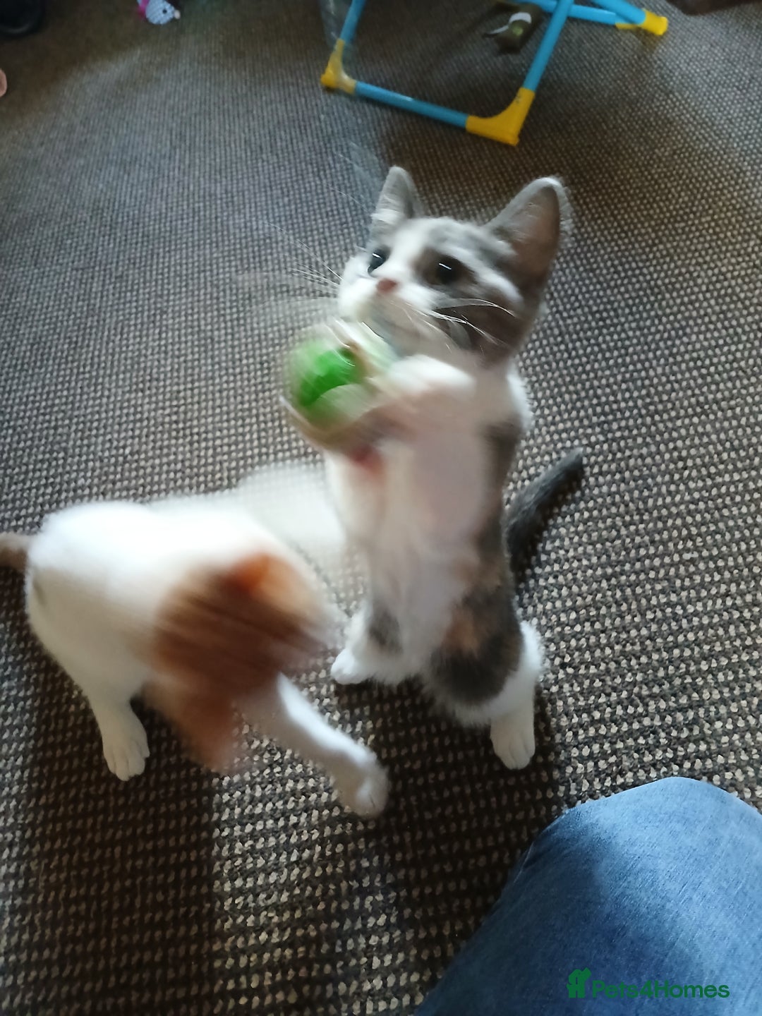Mixed Breed cats for sale: 2 beautiful female lovely kittens and playfull - Image 27