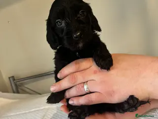 Doxiepoo dogs Doxiepoo pups - Advert 3